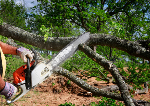  Pioneer Village, KY Tree Service Pros